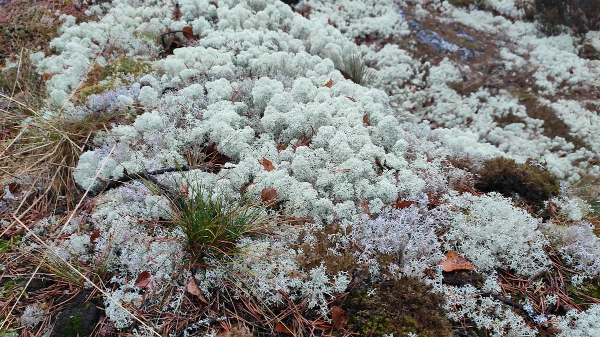 Step-by-Step DIY Craft Projects with Reindeer Moss
