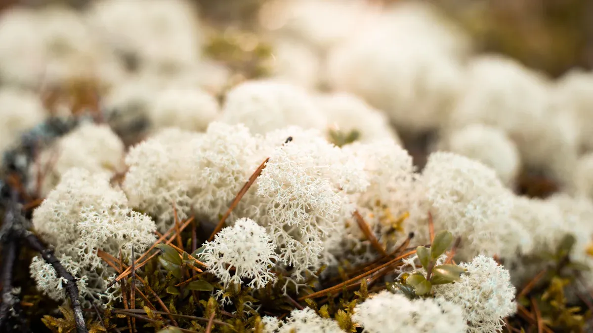Creative Ideas for Using Reindeer Moss